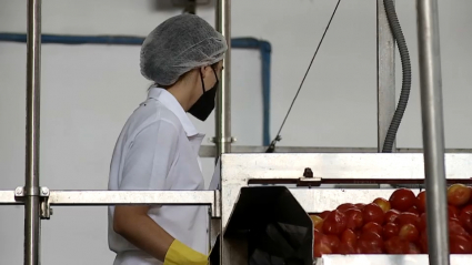 Una trabajadora selecciona el tomate que llega a la fábrica