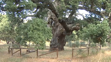 ALCORNOQUE DE LA FRESNEDA