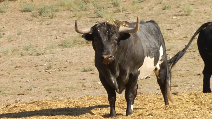 Ganadería San Martín en Tierra de Toros