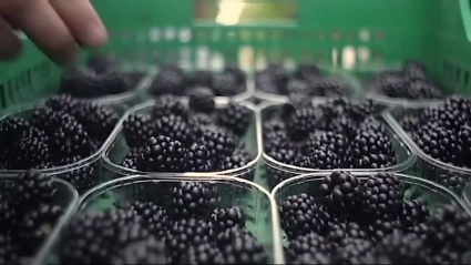 moras en cajas de plástico