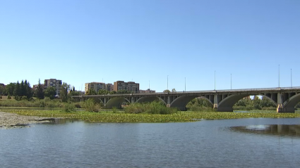 Imagen del nenúfar mexicano en el Guadiana