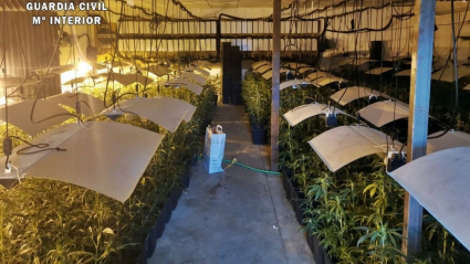 Imagen de la plantación desmantelada en el interior del gimnasio