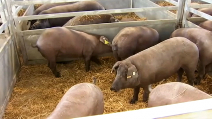 Ejemplares de cerdo ibérico en la Feria de Zafra