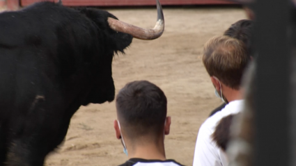 Montánchez celebra sus capeas con el toro