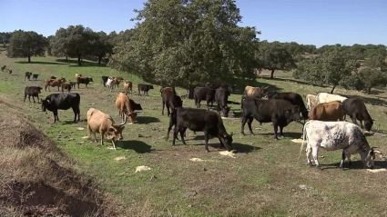 wagyus en dehesa extremeña en sierra de Gata, Santibáñez el Alto