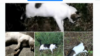 Gatos envenenados en Montehermoso