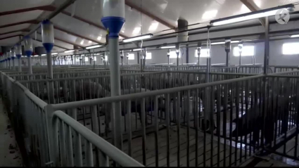 Tecnogenext, centro inseminador del ibérico