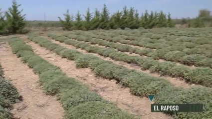 plantación de medicinales y aromáticas en El Raposo