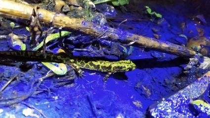 Azulete en el agua donde hay anfibios