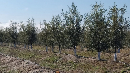 Plantación de Saucedilla donde se está investigando en la producción precoz de bellotas