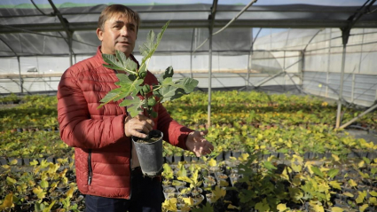 Gerente de Viveros Dalia mostrando una higuera productiva