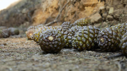Recolección de piñas