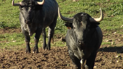 Ganaderías de bravo en Tierra de Toros