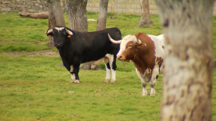 El campo bravo en Tierra de Toros