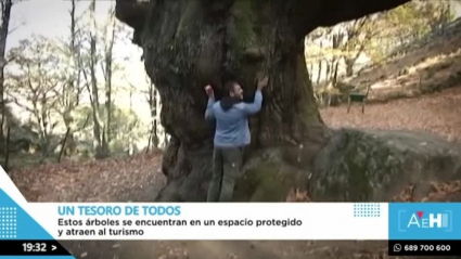 Árboles singulares en Extremadura, Valle del Ambroz, A esta hora