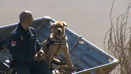 Perro de rastreo adiestrado por la Policía Nacional, participando en la búsqueda en el Guadiana