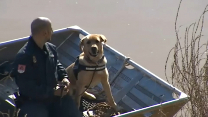 Perro de rastreo adiestrado por la Policía Nacional, participando en la búsqueda en el Guadiana