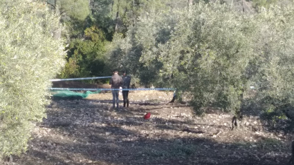 Olivar donde fue encontrada la víctima, en el Paraje 'La Porrilla'