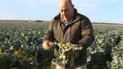 Manuel Gómez, agricultor productor de brócoli