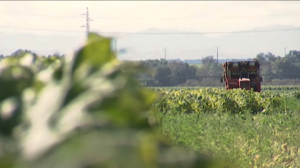 Campo de cultivo de tabaco en Extremadura.