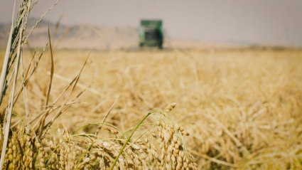Plantación de arroz