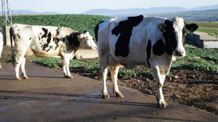 Vaca de leche