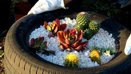 Jardín de cactus y plantas crasas con neumático