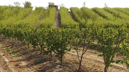 Plantación en el canal de Orellana