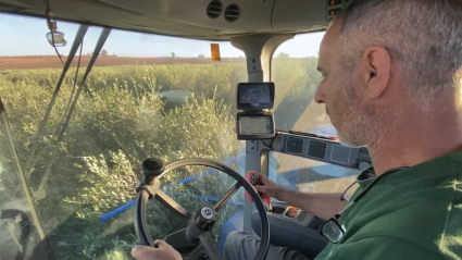 Agricultor cosechando aceituna en tractor