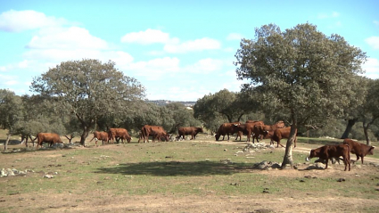 Vacas retinta en la dehesa