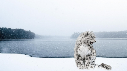 Leopard snow