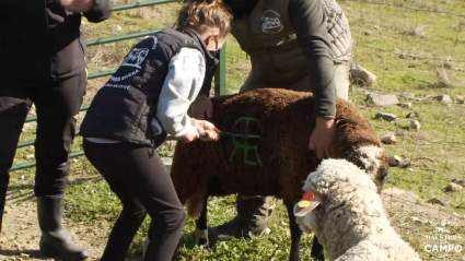 Laura, nuestra joven ganadera de Valencia de Alcántara