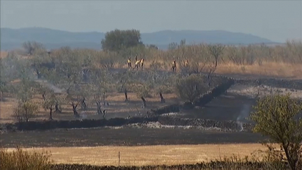 Terreno seco parcialmente quemado con bomberos forestales trabajando
