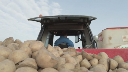 Siembra de patatas