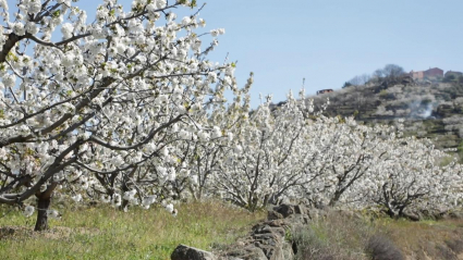 Cerezos en flor Valle del Jerte