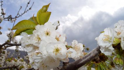 Cerezos en flor en el valle del Jerte. Autor: José María