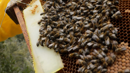 varroa afectando a colmena