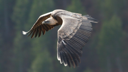 buitre leonado en vuelo