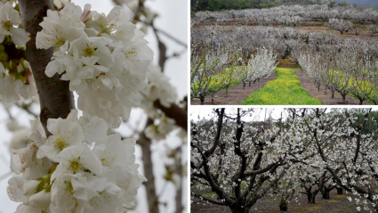 Imágenes de la floración en el Valle del Jerte