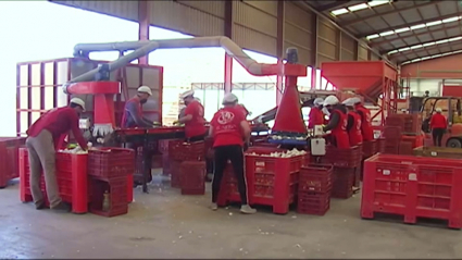 La cooperativa extremeña de ajos de Aceuchal es una de las empresas con plan de igualdad