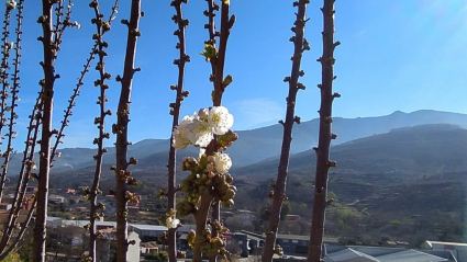 Flor de cerezo con el valle al fondo