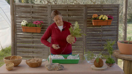 Plantas kokedama