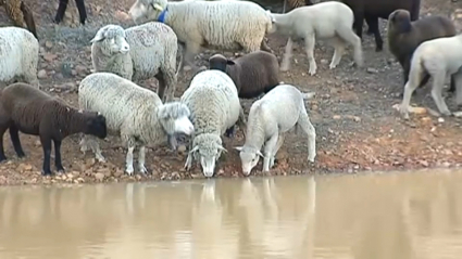 ovejas bebiendo de una charca