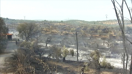 Incendio forestal en Perales del Puerto