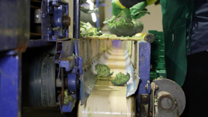 Brocoli industria