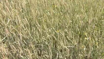 Campo de cereal en Fuente de Cantos (Badajoz)