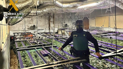 Una de las plantaciones incautadas en la Operación 'Golden River'