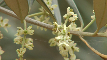 Olivo en flor