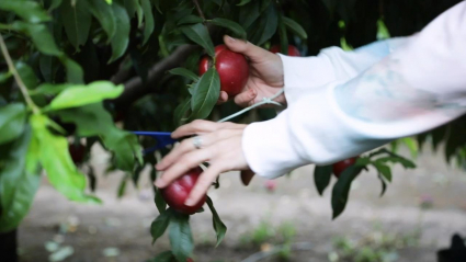 Fruta de hueso