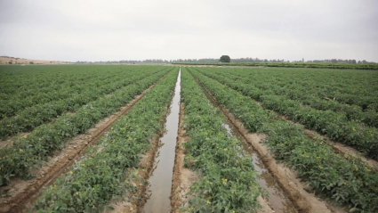 Regadío tomate